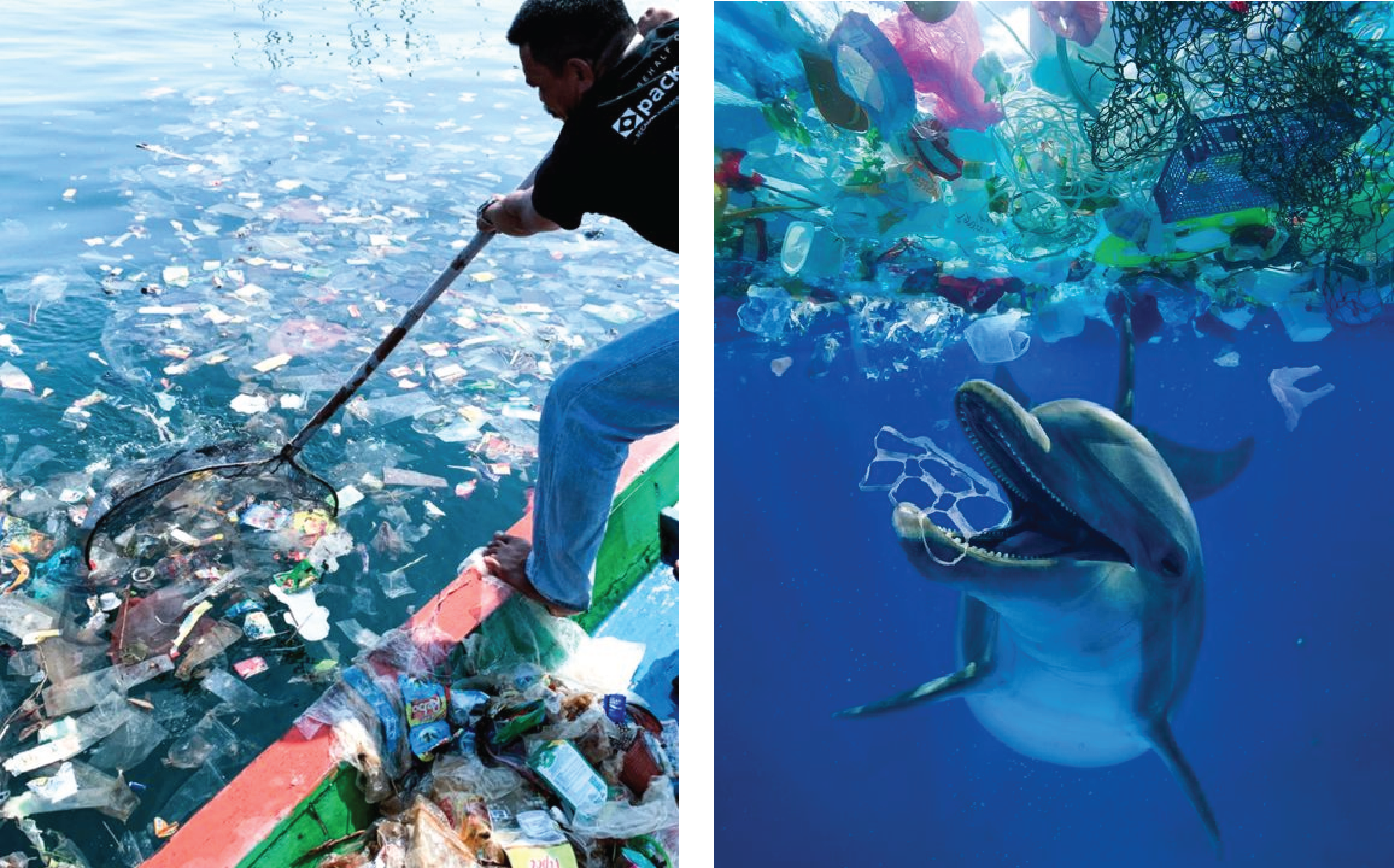 How Your Consumption Habits Can Shape the Future of Our Oceans & Marine Wildlife